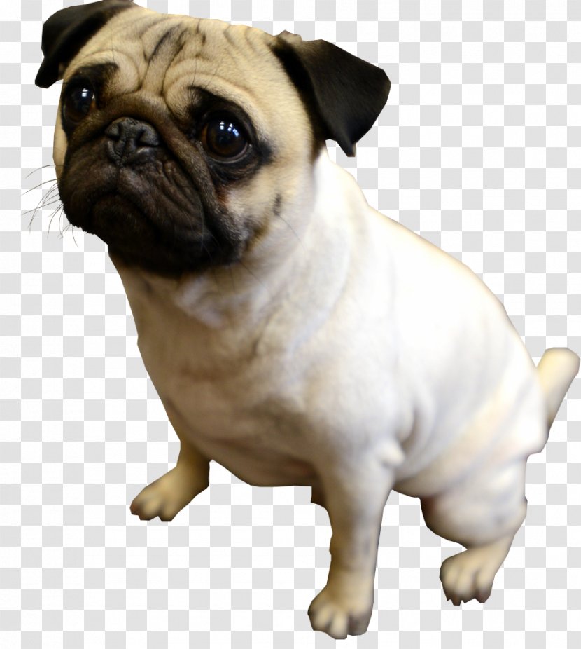 Dog Pug Breed Companion Snout - Puppy Transparent PNG