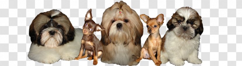 Dog Breed Shih Tzu Russkiy Toy Puppy - Like Mammal - Poodle Transparent PNG