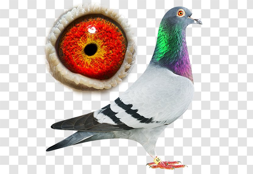 Columbidae Rock Dove Homing Pigeon Champion (vieux) Oudtshoorn Courant - Organism - Usain Bolt Transparent PNG