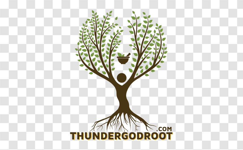 Logo Flowering Plant Stem Font - Branch - God Of Thunder Transparent PNG
