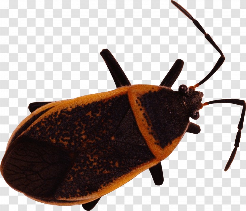 Bed Bug Insect Chinese Translation English - Pollinator - Image Transparent PNG