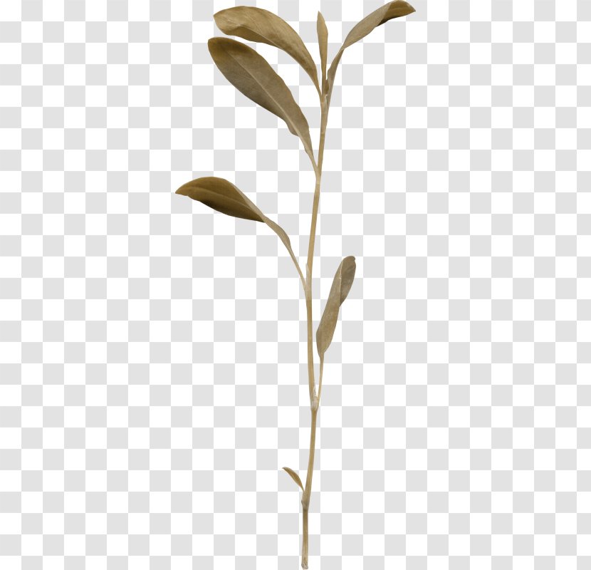 Twig Plant Stem Leaf Plants - Pedicel - Gypsophila Paniculata tree Transparent PNG