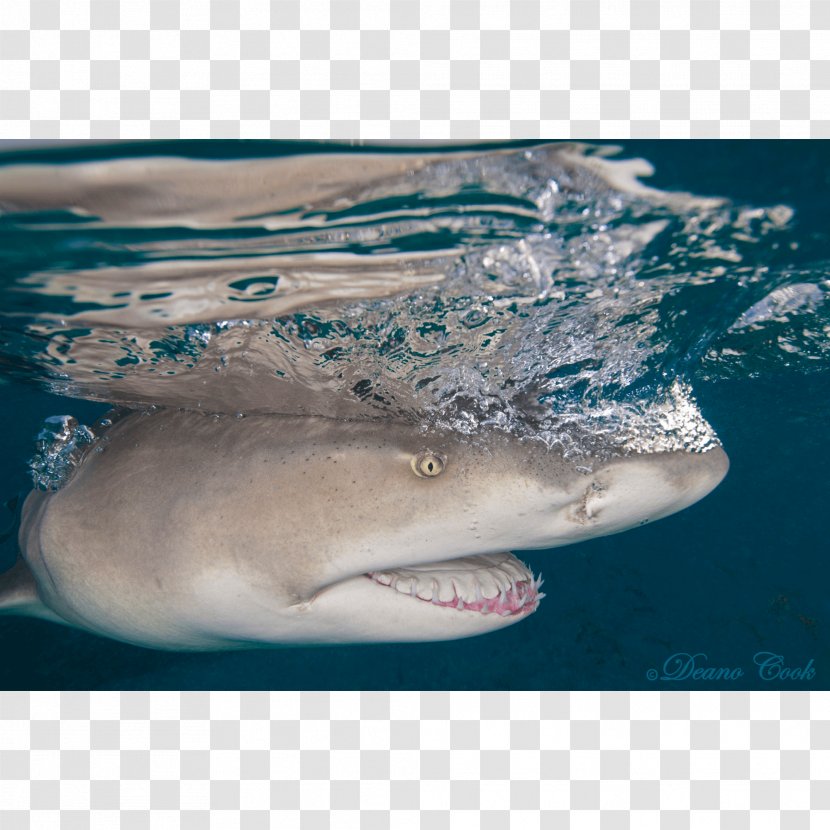 Great White Shark Tiger Lamniformes Water Requiem Sharks - Closeup - Lemon In The Microwave Transparent PNG