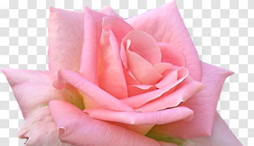 Garden Roses Flower Cabbage Rose Clip Art Transparent PNG