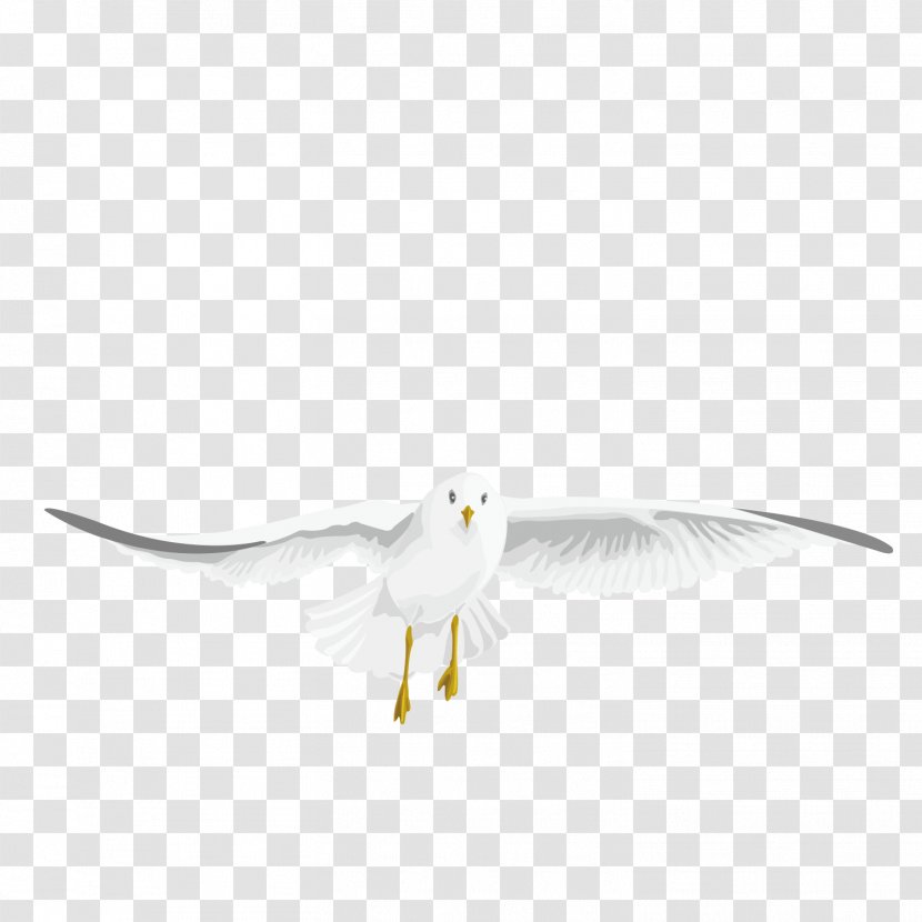 Water Bird Beak Wing Feather - Animal - Vector Pattern Flying Pigeon Transparent PNG