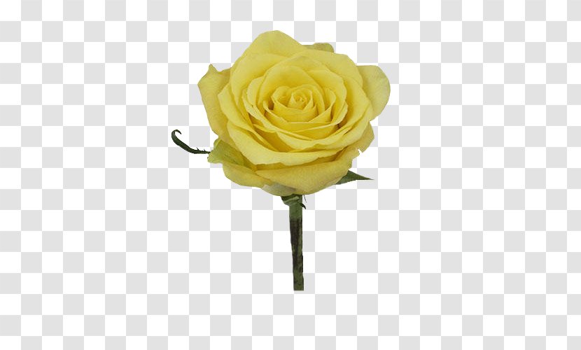 Garden Roses Flower Bouquet Yellow Petal - Plant Stem Transparent PNG