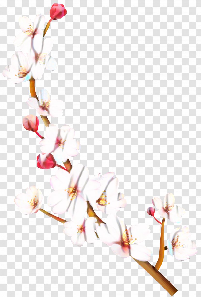 Petal Cherry Blossom ST.AU.150 MIN.V.UNC.NR AD Flowering Plant - Botany Transparent PNG
