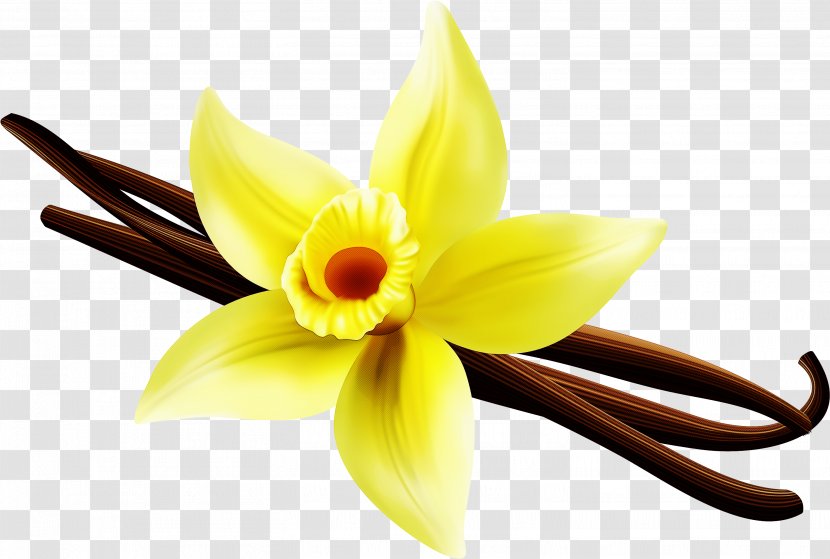Flower Yellow Petal Plant Vanilla - Cattleya Laelia Transparent PNG