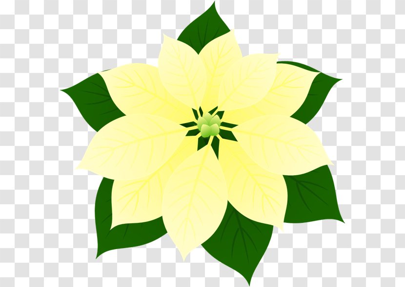 Floral Design Flowering Plant Transparent PNG