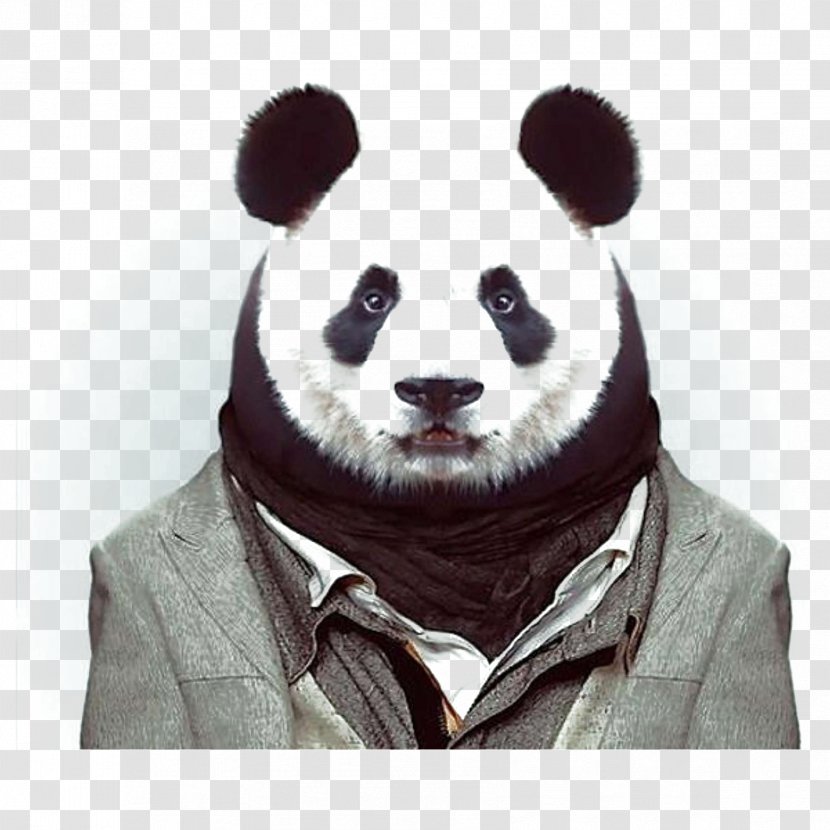 Zoo Portraits Fashion Photography Animal - Bear - Panda Transparent PNG