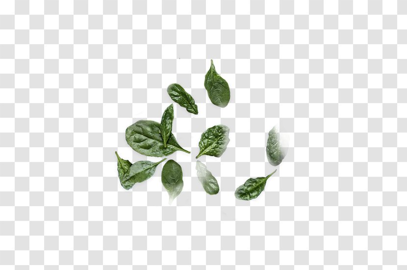 Leaf Herb Plant Stem Transparent PNG