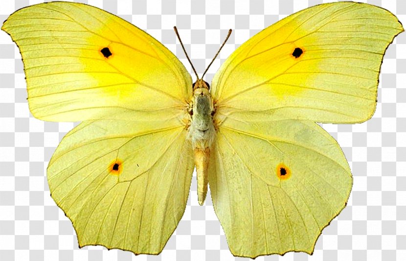 Clouded Yellows Butterfly Moth Gossamer-winged Butterflies Pieridae - Yellow Transparent PNG