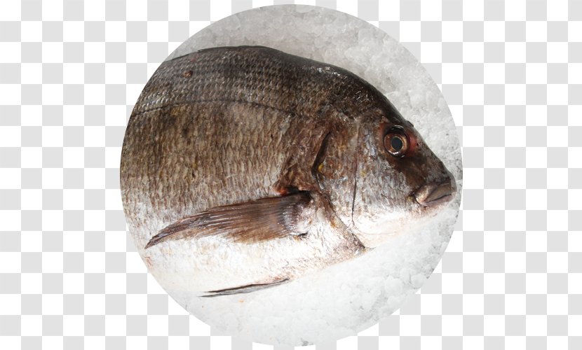 Tilapia Fish Seafood Red Seabream Sargo Transparent PNG