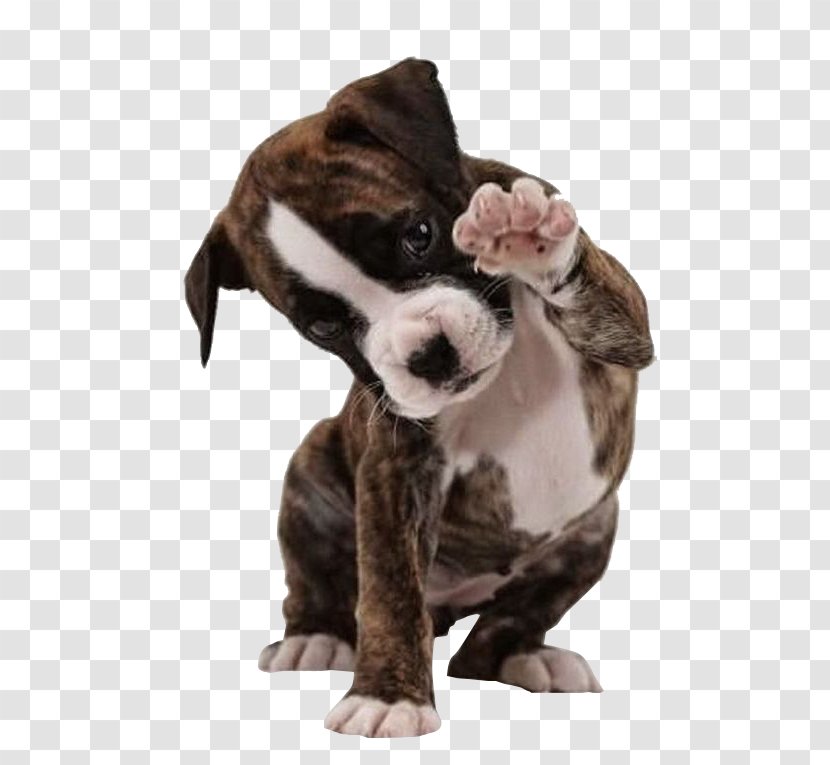 American Bulldog Boxer Bully Pit Bull Terrier - Hello Puppy Transparent PNG