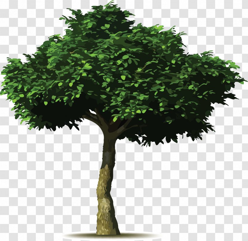 Weeping Fig Common Tree Planting - Woody Plant - Walnut Transparent PNG