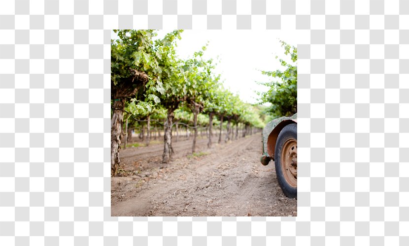 Hoopes Vineyard Winery Cabernet Sauvignon Blanc - Land Lot - Wine Transparent PNG
