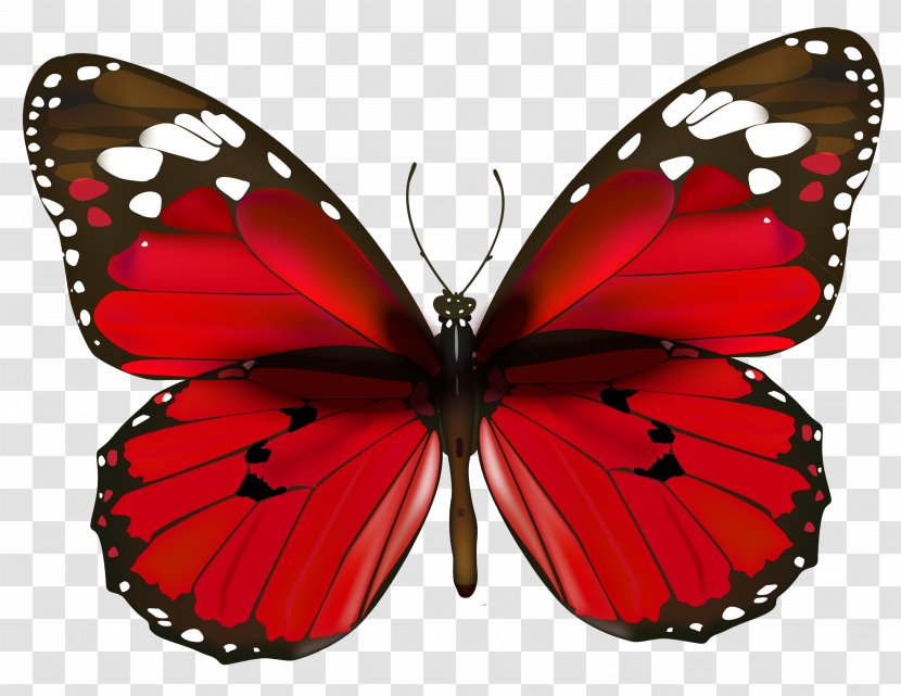 Butterfly Red Clip Art - Biological Life Cycle - Clipart Transparent PNG