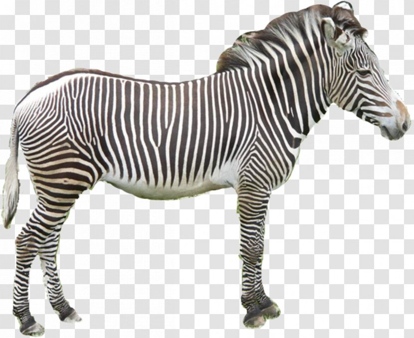 Quagga Horses Zorse Zebra - Terrestrial Animal - Vector Transparent PNG