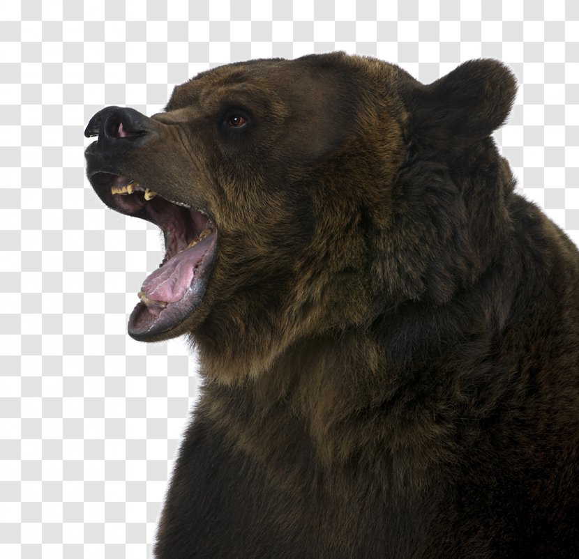 Brown Bear Grizzly McNeil River Stock Photography - Cartoon - Roaring Transparent PNG