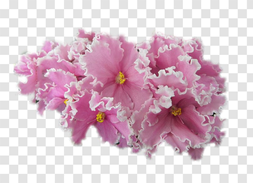 African Violets Pardubice - Flower - Violet Transparent PNG