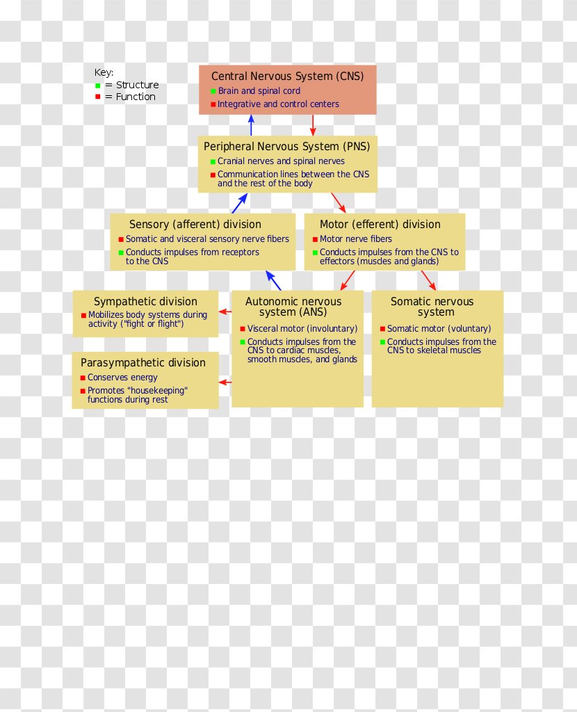 The Autonomic Nervous System Somatic Central - Brain Transparent PNG