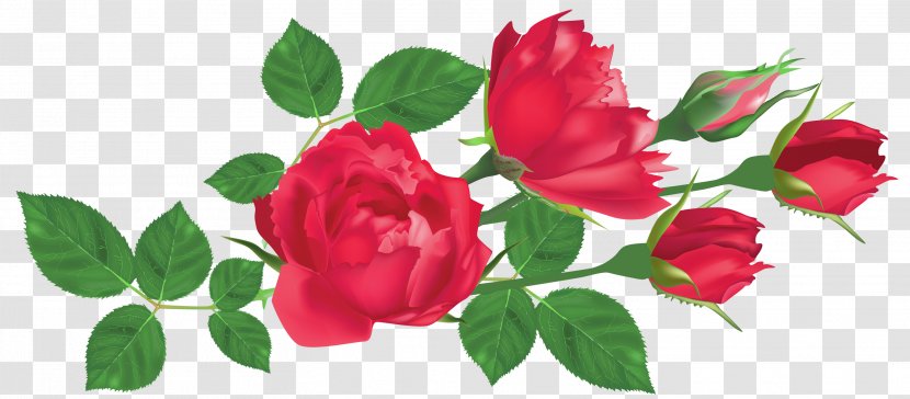 Rose Flower Red Clip Art - Garden Roses - Transparent Clipart Picture Transparent PNG