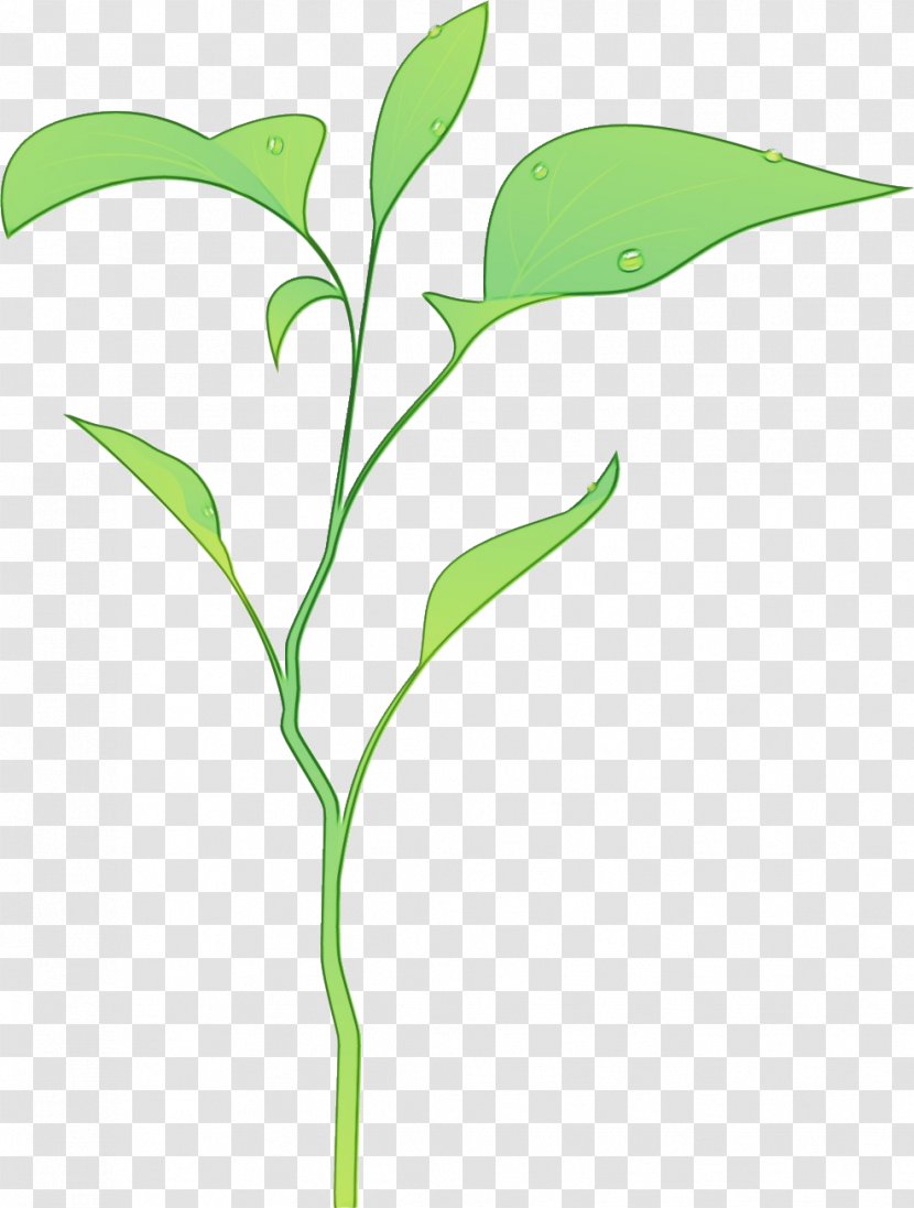 Lily Flower Cartoon - Grasses - Of The Valley Plant Transparent PNG