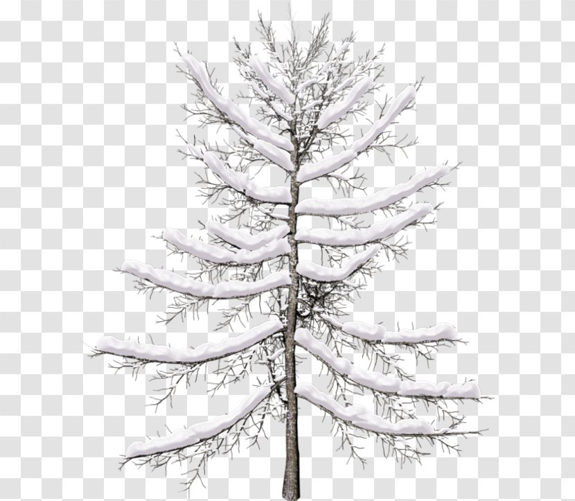 Spruce Tree Pine Larch Twig - Christmas Transparent PNG