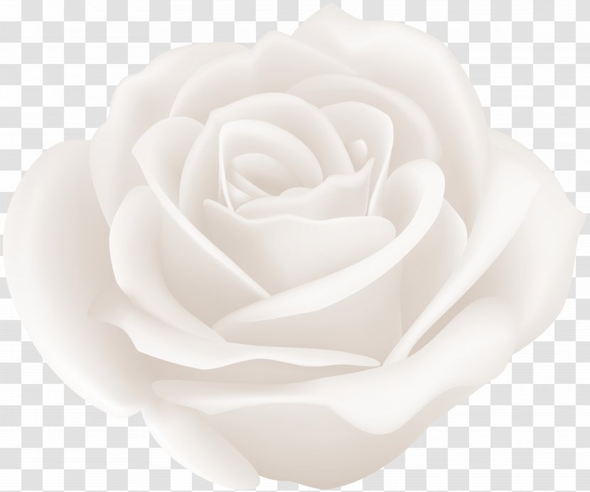Centifolia Roses Cut Flowers Garden Rosaceae - White - Rose Transparent PNG