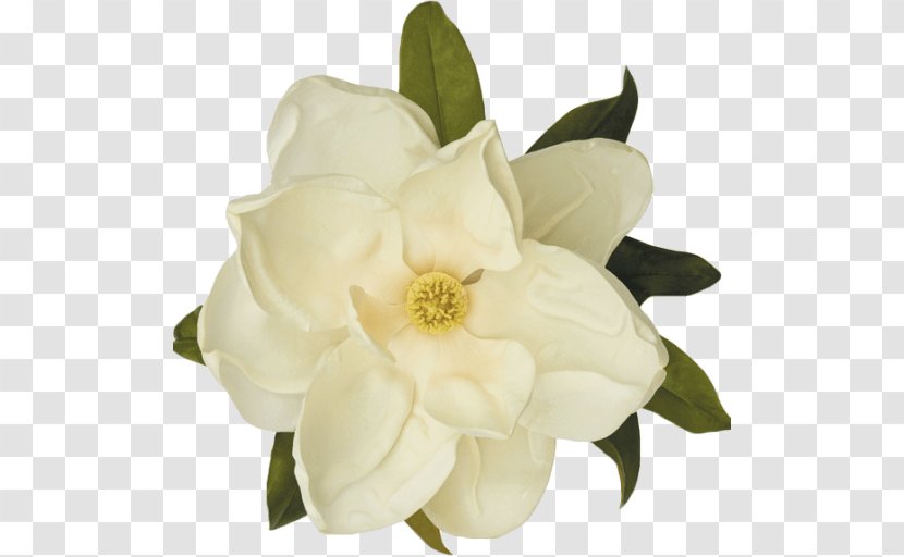 Southern Magnolia Flower Gardens Assisted Living The Historic House Petal - Rose Transparent PNG