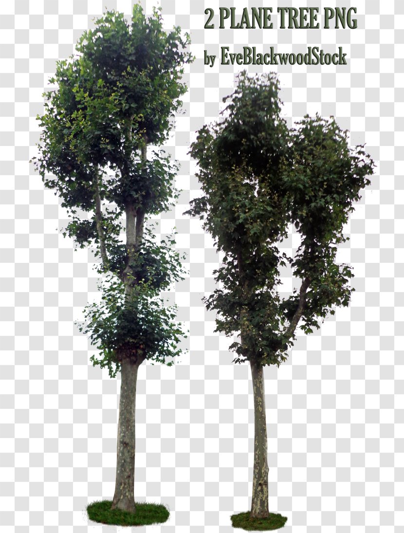 Stock Tree Plant Shrub Please Leave Me A Note - Evergreen Transparent PNG