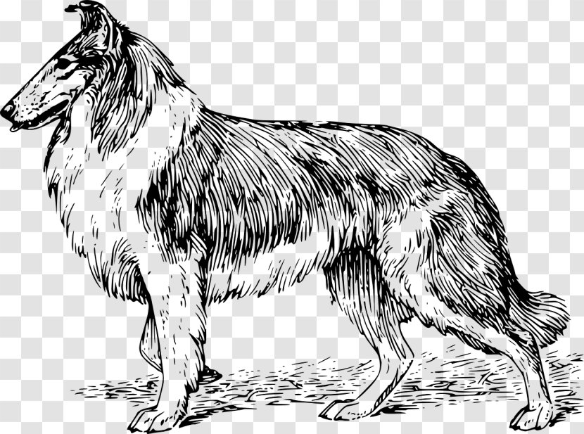 Rough Collie Border Basset Hound English Cocker Spaniel Puppy - Rectangle Transparent PNG