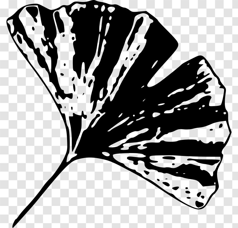Ginkgo Biloba Leaf Clip Art - Branch Transparent PNG