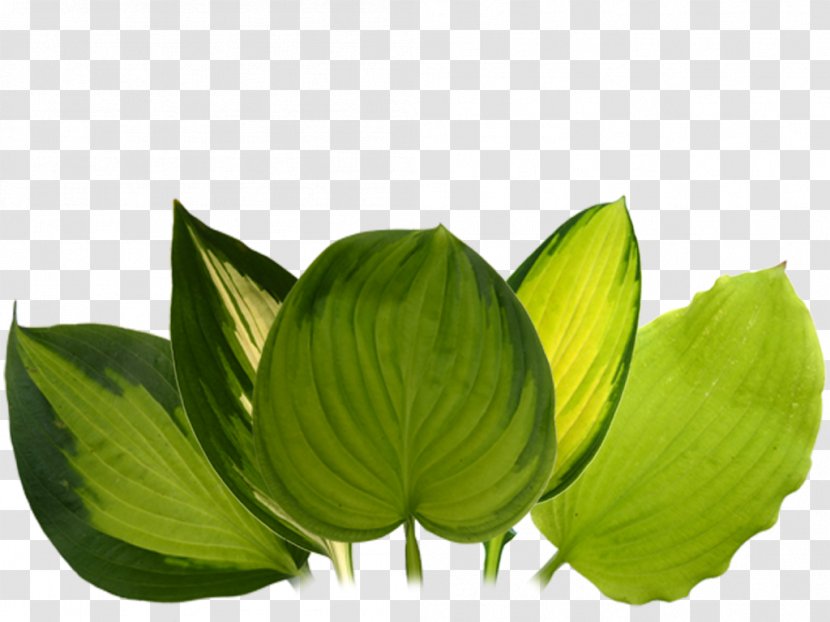 Green Leaf Flower Transparent PNG