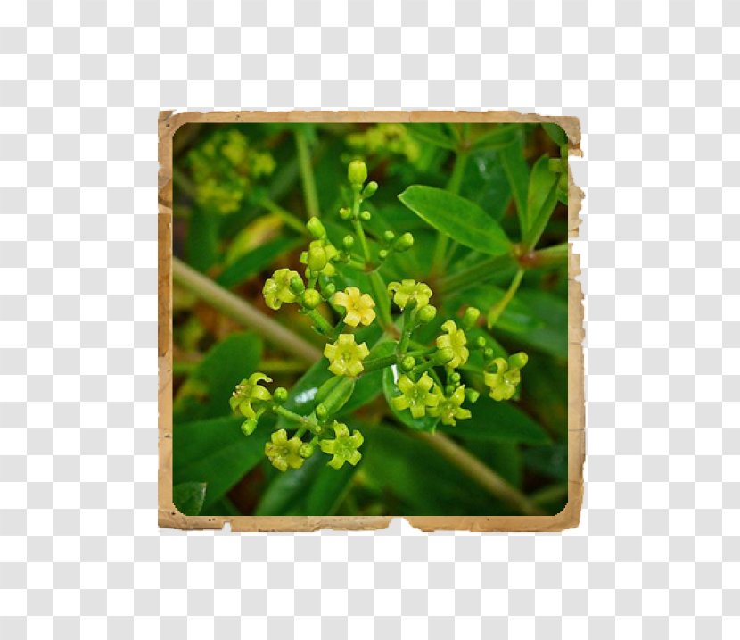 Rubia Tinctorum Plant Cordifolia Rose Madder Woad Transparent PNG