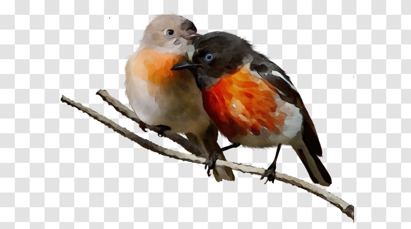 Finches European Robin Birds American Robin Songbirds Transparent PNG