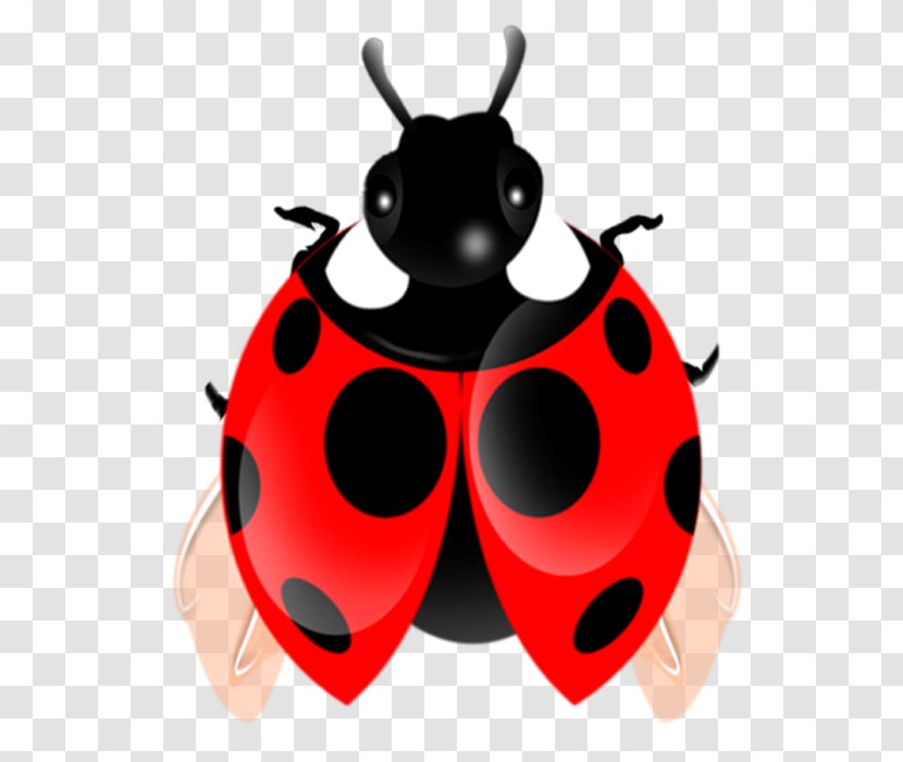 Coccinella Septempunctata Clip Art - Arthropod - Ladybug Transparent PNG