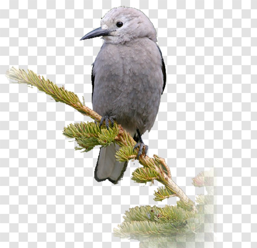 Beak Passerine Bird Feather Branching Transparent PNG