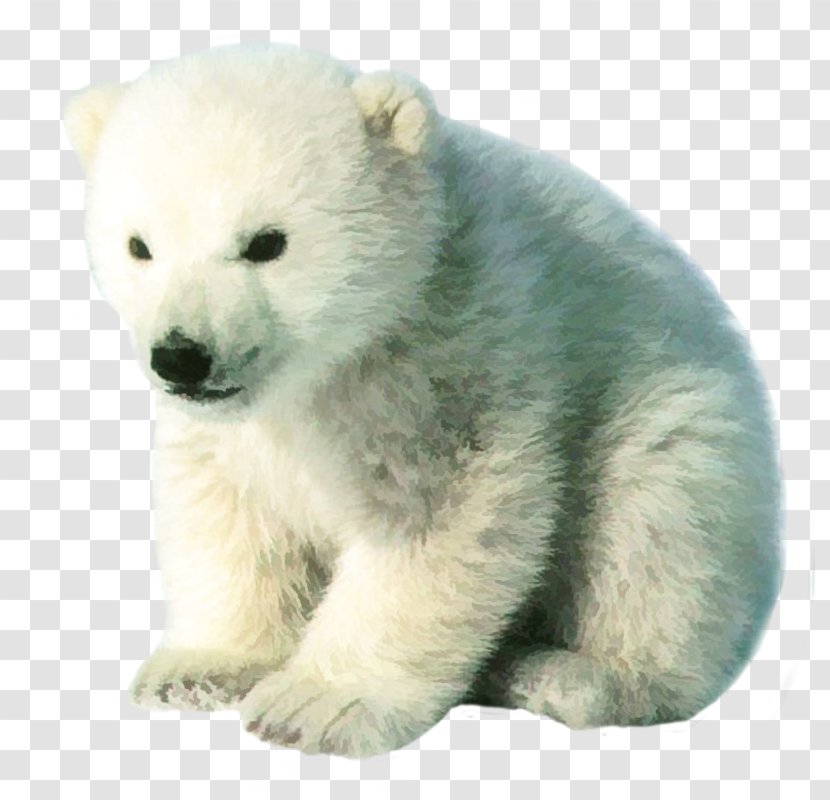 Polar Bear Brown Cuteness Pizzly Grizzly - Heart - The Real Cute Free Matting Transparent PNG