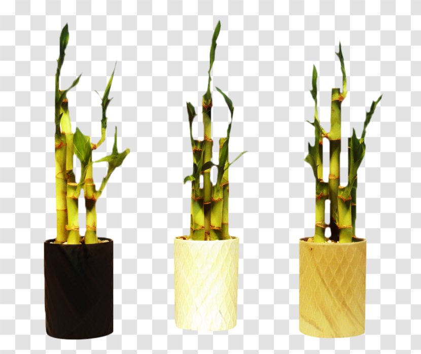 Bamboo Background - Plant Stem - Twig Transparent PNG