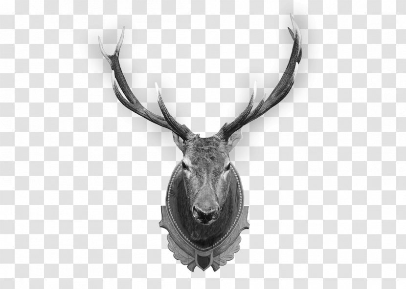 Deer Elk Trophy Hunting Antler Transparent PNG
