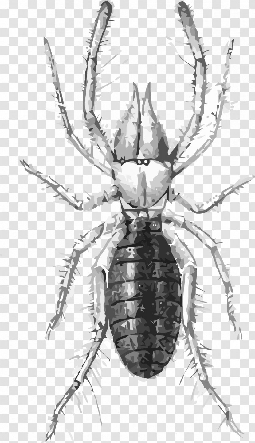 Scorpion Spider Eremobates Aztecus Clip Art - Pest - Vector Transparent PNG