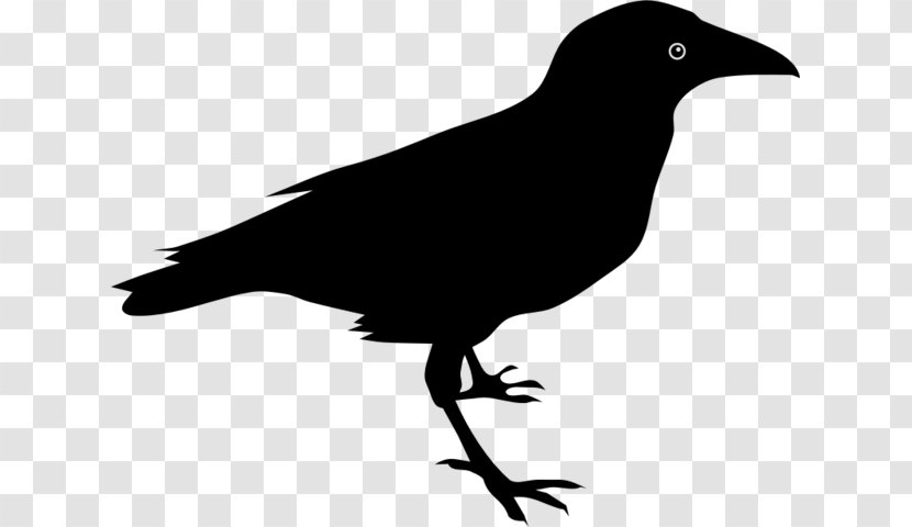 The Raven Baltimore Ravens Common Clip Art - Crows - Crow Transparent PNG