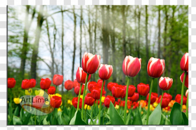Tulip Mania Desktop Wallpaper Flower Computer Transparent PNG