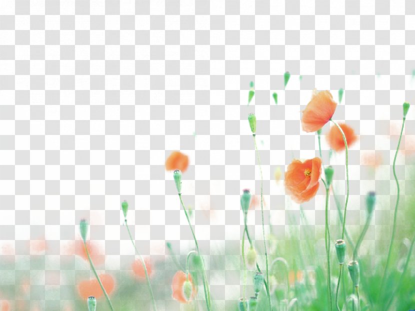Flower Poppy Wallpaper - Floral Design - Hazy Background Foreground Transparent PNG
