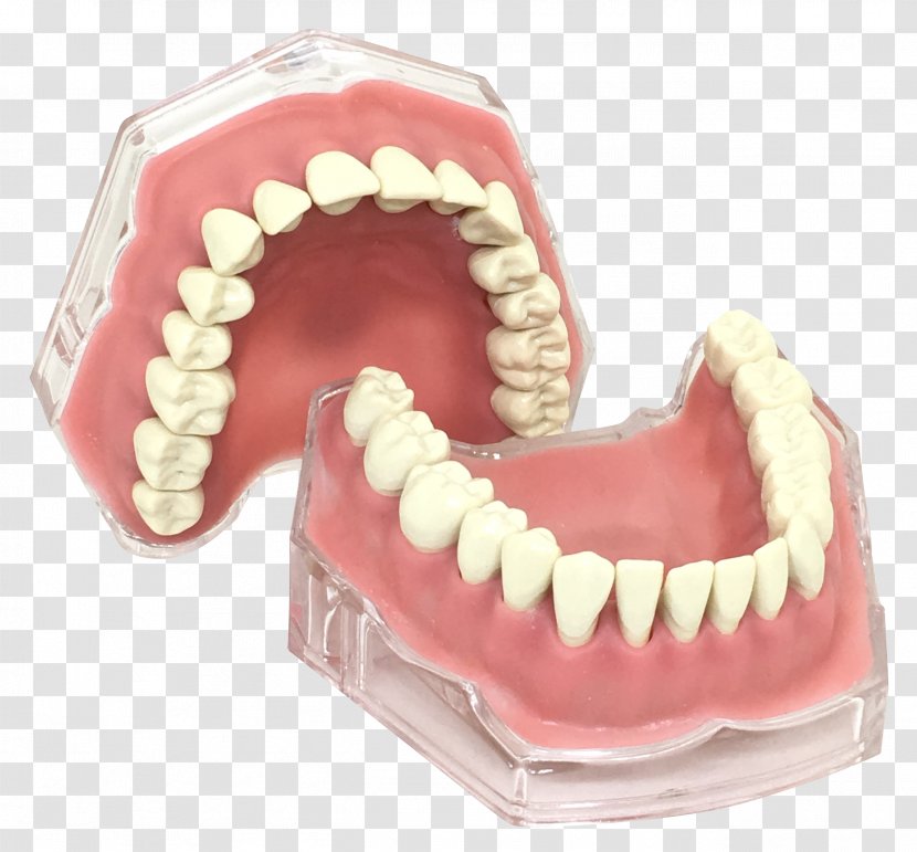 Human Tooth Typodont Gums Jaw - Mouth - Zx Transparent PNG