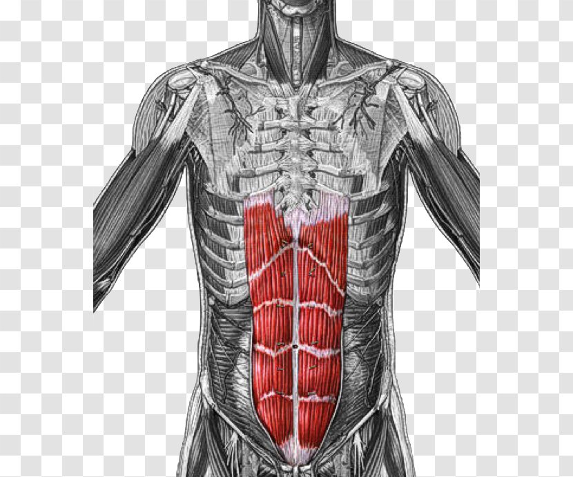 Rectus Abdominis Muscle Origin And Insertion Transverse Abdominal - Heart - Flower Transparent PNG