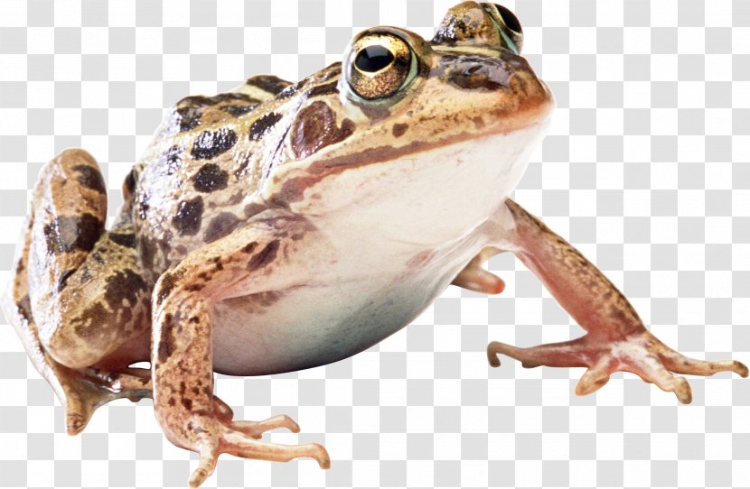 Frog Icon - Image File Formats Transparent PNG
