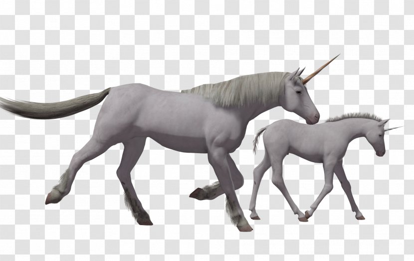 Horse Foal Pony Colt Stallion - Tack - Sketch Cartoon Transparent PNG