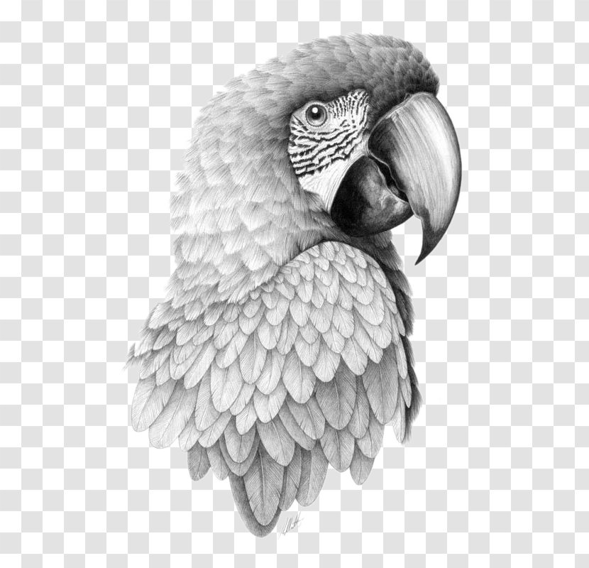 Parrot Bird Drawing Pencil Sketch - Watercolor Painting - Head Transparent PNG